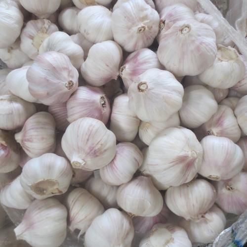 金乡县华光食品进出口成立于2001年2月,是一家集农副产品
